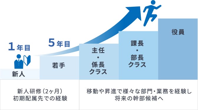 新人[1年目]→若手[5年目]→主任・係長クラス→課長・部長クラス→役員　新人研修(2ヶ月)初期配属先での経験　異動や昇進で様々な部門・業務を経験し将来の幹部候補へ